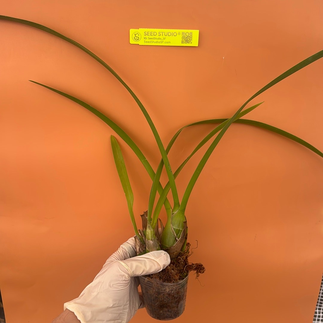 Cymbidium Helen Bannerman Rare collector orchid blooming size