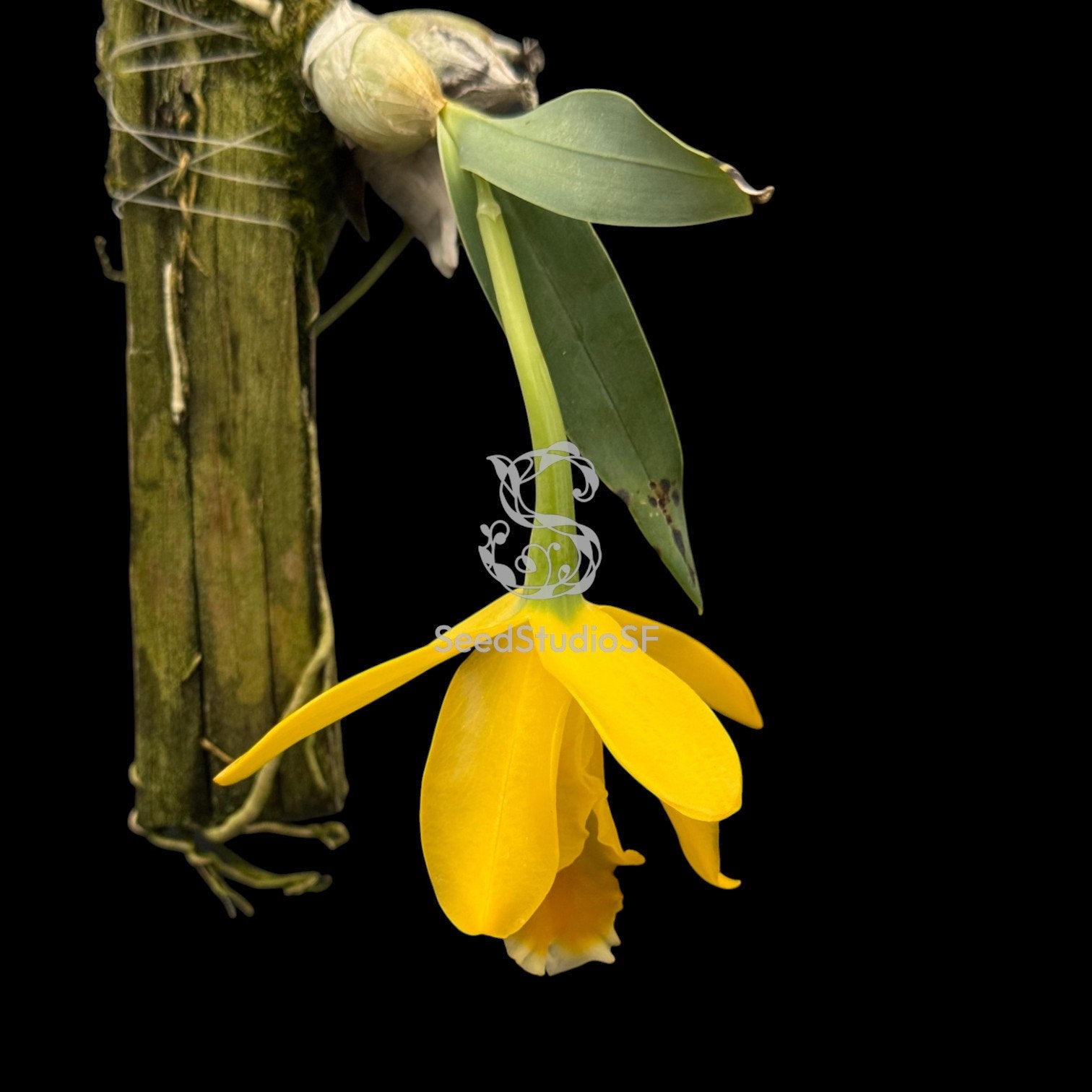 Encyclia citrina Rare collector orchid blooming size