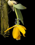 Encyclia citrina Rare collector orchid blooming size