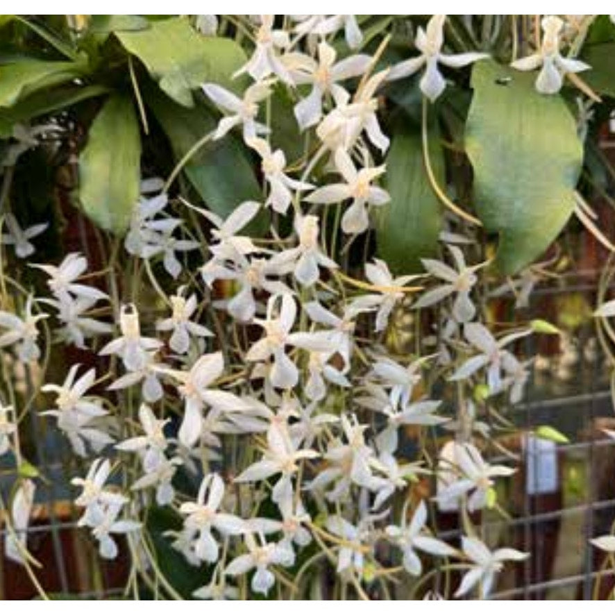 Aerangis Pionier Rare collector orchid near blooming size