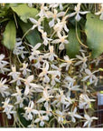 Aerangis Pionier Rare collector orchid near blooming size
