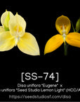 [SS-74] Disa uniflora — Rare Collector Orchid | Seed Studio® Breeding Line