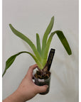 Jumellea major FRAGRANT Rare collector orchid blooming size