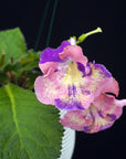 Streptocarpus [DS-2320] | Year-Round Blooms |  African Violet-Like SEED STUDIO®