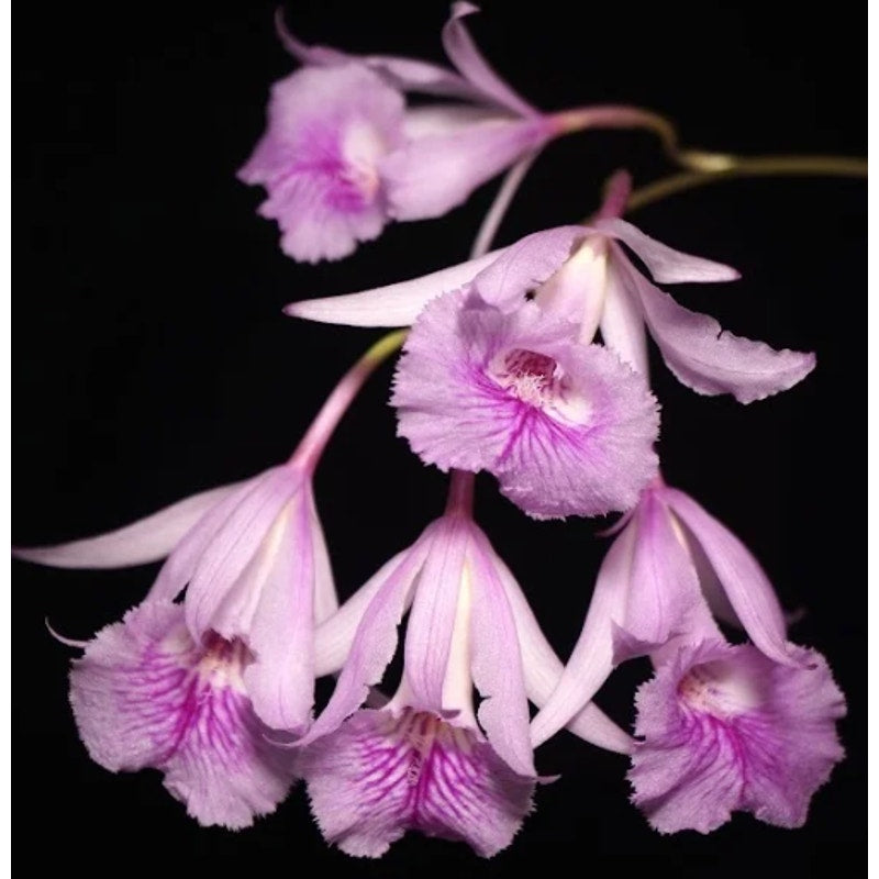 Broughtonia negilensis Rare collector orchid blooming size