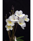 Streptocarpus [] | Year-Round Blooms |  African Violet-Like SEED STUDIO®