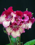 Streptocarpus [DS-755 | DS- The Olgas] | Year-Round Blooms |  African Violet-Like SEED STUDIO®