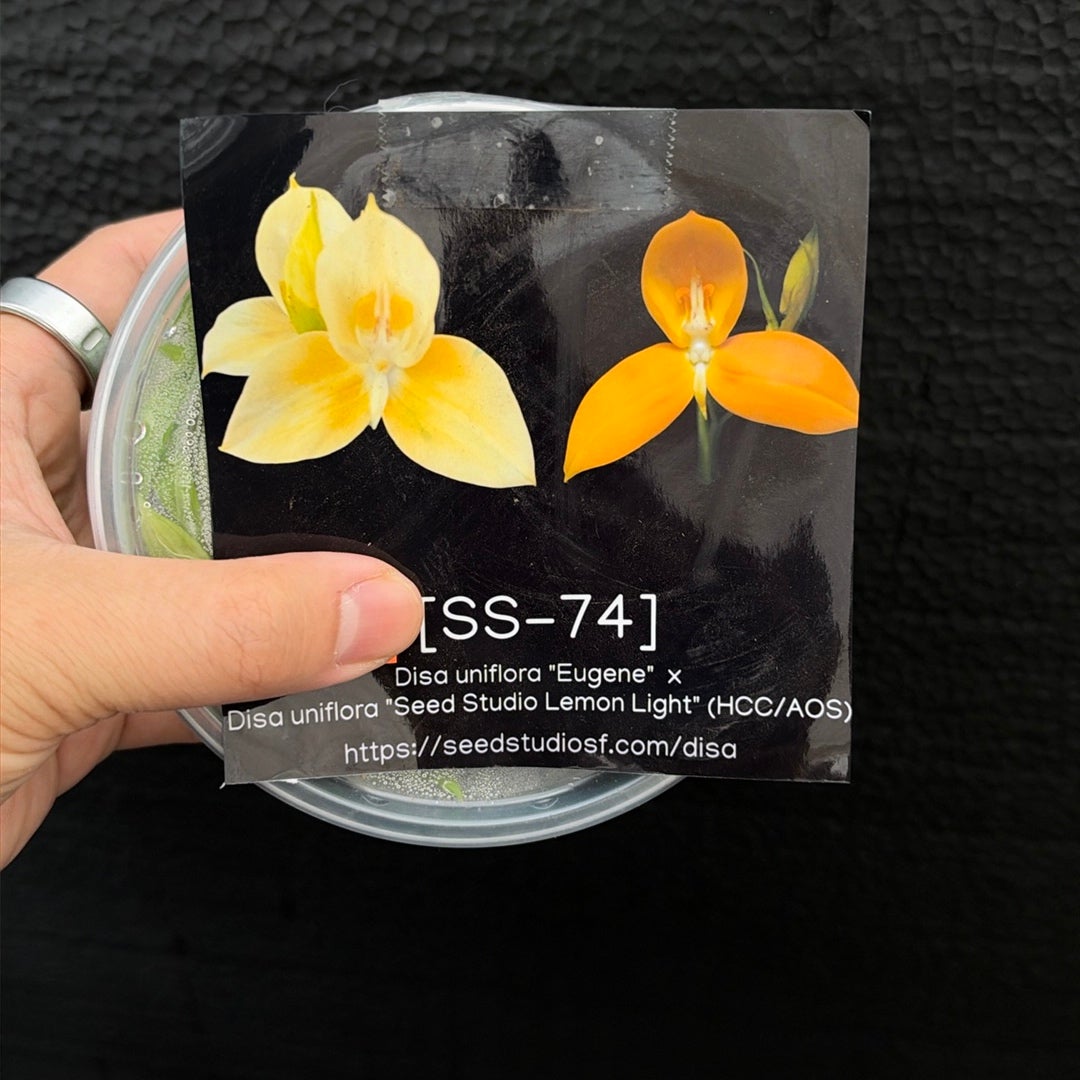 [SS-74] Disa uniflora "Eugene" x Disg uniflora "Seed Studio Lemon Light" (HCC/AOS) Flask by Seed Studio®