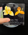 [SS-74] Disa uniflora "Eugene" x Disg uniflora "Seed Studio Lemon Light" (HCC/AOS) Flask by Seed Studio®