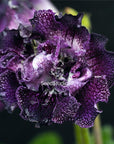 Streptocarpus [DS-2091 | DS-Teddy Bear] | Year-Round Blooms |  African Violet-Like SEED STUDIO®