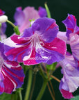 Streptocarpus [DS-1881 | DS-Kaleidoscope] | Year-Round Blooms |  African Violet-Like SEED STUDIO®