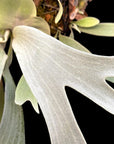 Platycerium “White Hawk” (OG) RARE tropical plants SEED STUDIO®