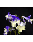 Streptocarpus [DS-Meteor Shower] | Year-Round Blooms |  African Violet-Like SEED STUDIO®