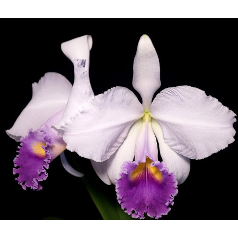 Cattleya trianaei f. coerulea Rare collector orchid blooming size