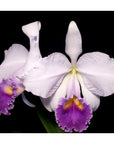 Cattleya trianaei f. coerulea Rare collector orchid blooming size