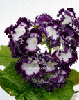 Streptocarpus [DS-2171 | DS-J'ai Ose] | Year-Round Blooms |  African Violet-Like SEED STUDIO®