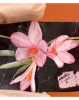 Dendrobium Kruger Berries Rare collector orchid