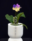 Streptocarpus [DS-1129 | DS-Monet's Garden] | Year-Round Blooms |  African Violet-Like SEED STUDIO®