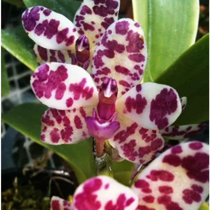 Rhynchonopsis Dragon Charmy Rare collector orchid blooming size