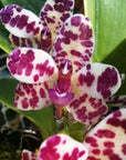 Rhynchonopsis Dragon Charmy Rare collector orchid blooming size