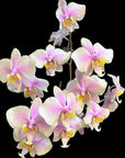 Phal schilleriana x philippinensis Rare collector orchid blooming size