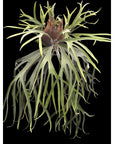 Platycerium "Ubon" RARE tropical plants SEED STUDIO® US Seller