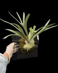 Platycerium  RARE tropical plants SEED STUDIO®