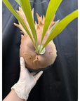 Platycerium SS Foong with verdipot mature size RARE tropical plants US Seller SEED STUDIO®