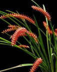 Dendrochilum wenzelii Elegant Orchid with Cascading Red Blooms