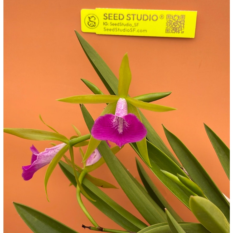 Bc. Gulfshore Beauty 'Torino' BM/JOGA Rare collector orchid blooming size