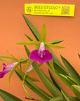 Bc. Gulfshore Beauty 'Torino' BM/JOGA Rare collector orchid blooming size