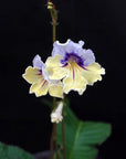 Streptocarpus [Hydra] | Year-Round Blooms |  African Violet-Like SEED STUDIO®