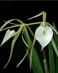 Brassavola nodosa 'Panama Soiree' orchid blooming size Fragrant