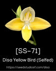 [SS-71] Disa Yellow Bird Seedling — Rare Collector Orchid | Seed Studio® Breeding Line