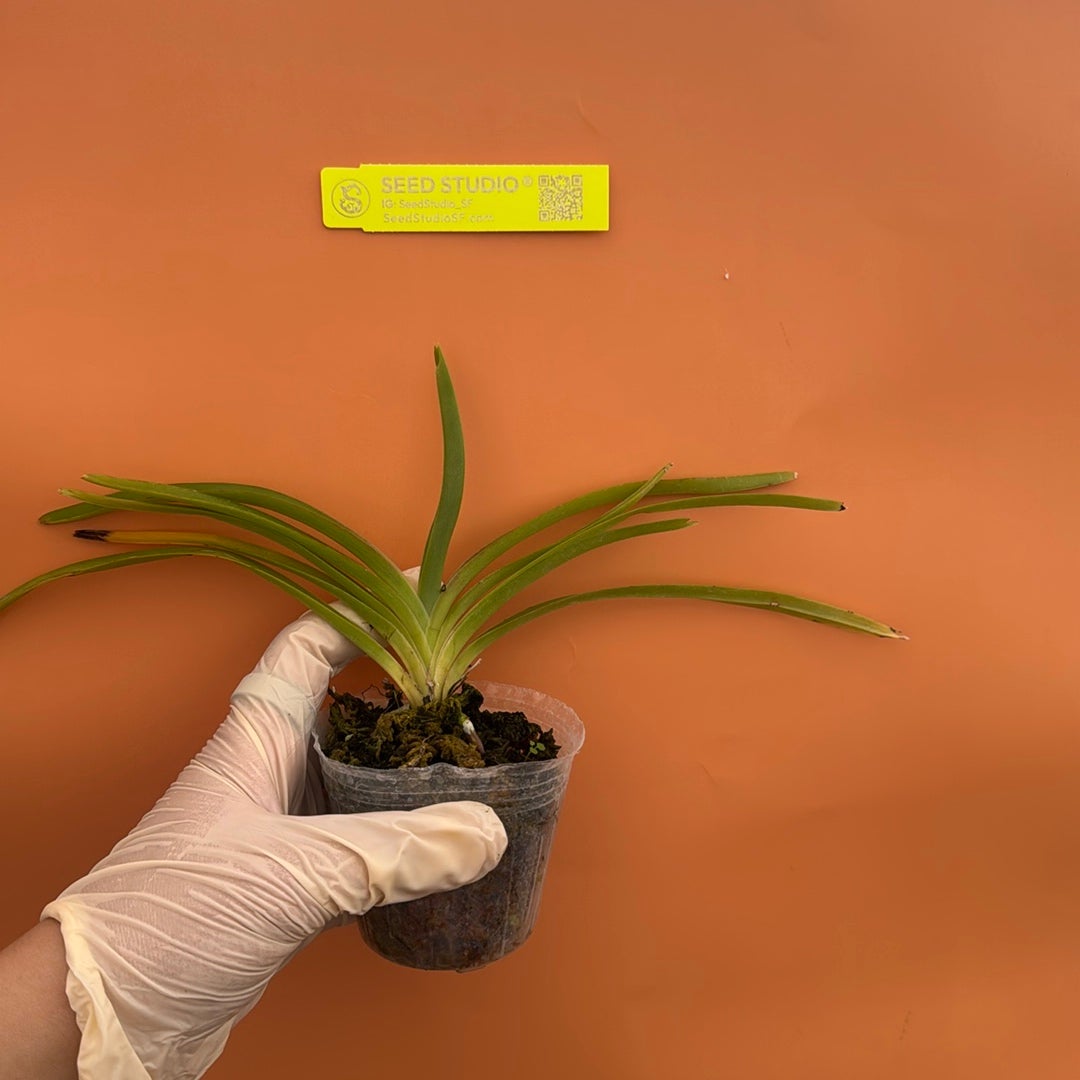 Rare collector orchid blooming size