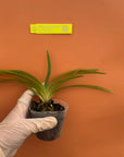 Rare collector orchid blooming size