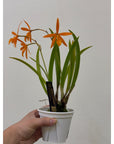 Pcv. Golden Peacock Rare collector orchid blooming size