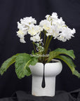 Streptocarpus [DS-1516] | Year-Round Blooms |  African Violet-Like SEED STUDIO®