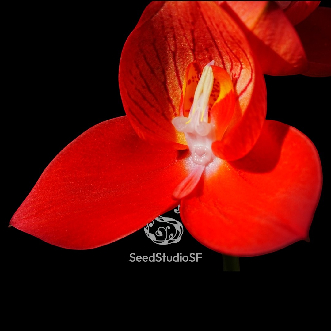 Disa uniflora "Seed Studio Ruby Crown" (AM/AOS) Rare collector orchid