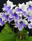 Streptocarpus [Orchid Pavilion] | Year-Round Blooms |  African Violet-Like SEED STUDIO®