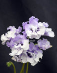 Streptocarpus [DS-Light Smoke] | Year-Round Blooms |  African Violet-Like SEED STUDIO®