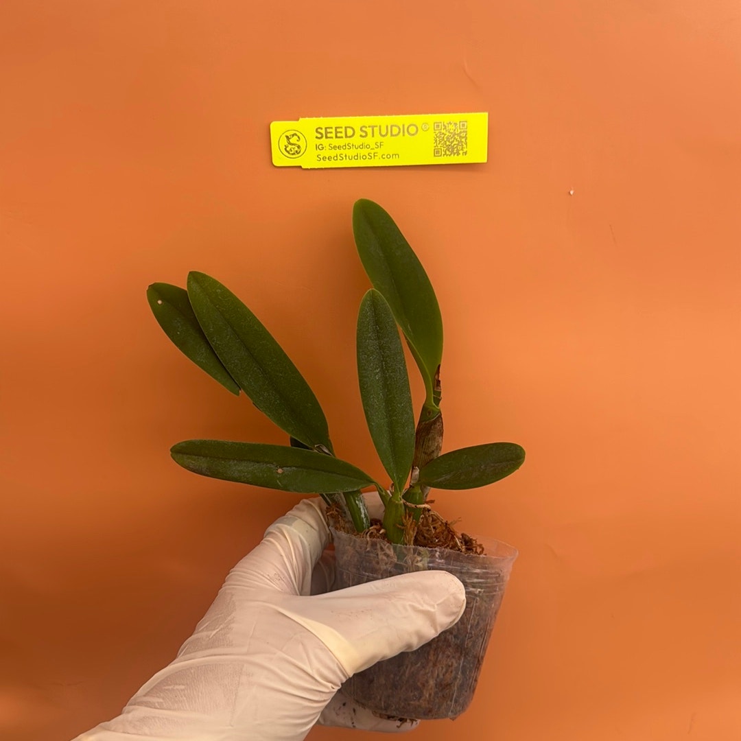 Cattleya Len Zieff Rare collector orchid blooming size