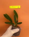 Cattleya Len Zieff Rare collector orchid blooming size