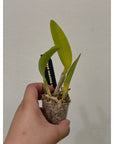 Cattleya maxima coerulea Rare collector orchid special color