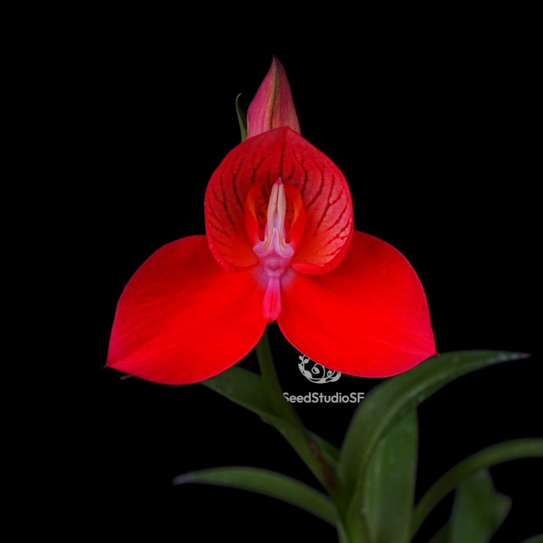 Disa uniflora "Seed Studio Ruby Crown" (AM/AOS) Rare collector orchid