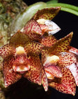 Bulbophyllum austroyunnaense Rare collector orchid blooming size