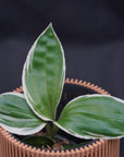 Liparis formosana variegated orchid