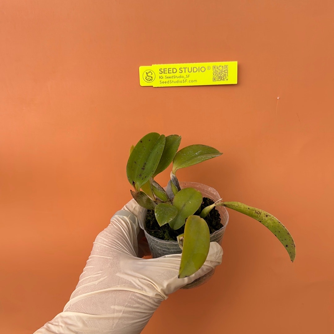 Cattleya alaorii Rare collector orchid blooming size