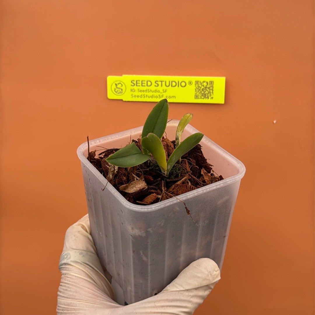 Broughtonia negilensis Rare collector orchid blooming size