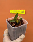 Broughtonia negilensis Rare collector orchid blooming size